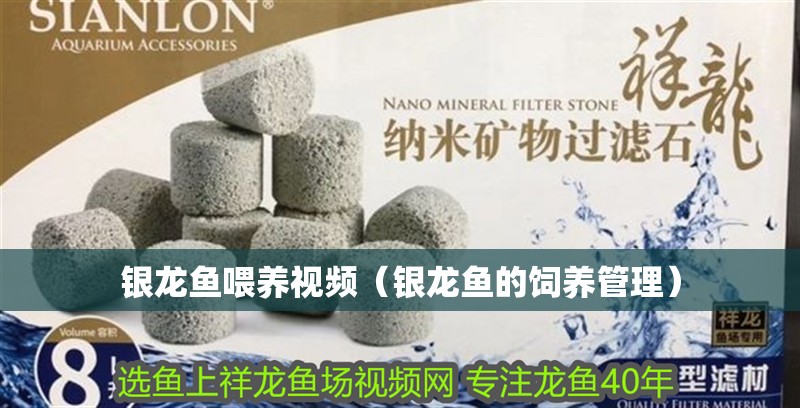 銀龍魚喂養視頻（銀龍魚的飼養管理）