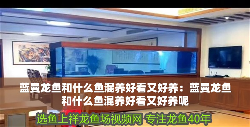 藍曼龍魚和什么魚混養好看又好養：藍曼龍魚和什么魚混養好看又好養呢