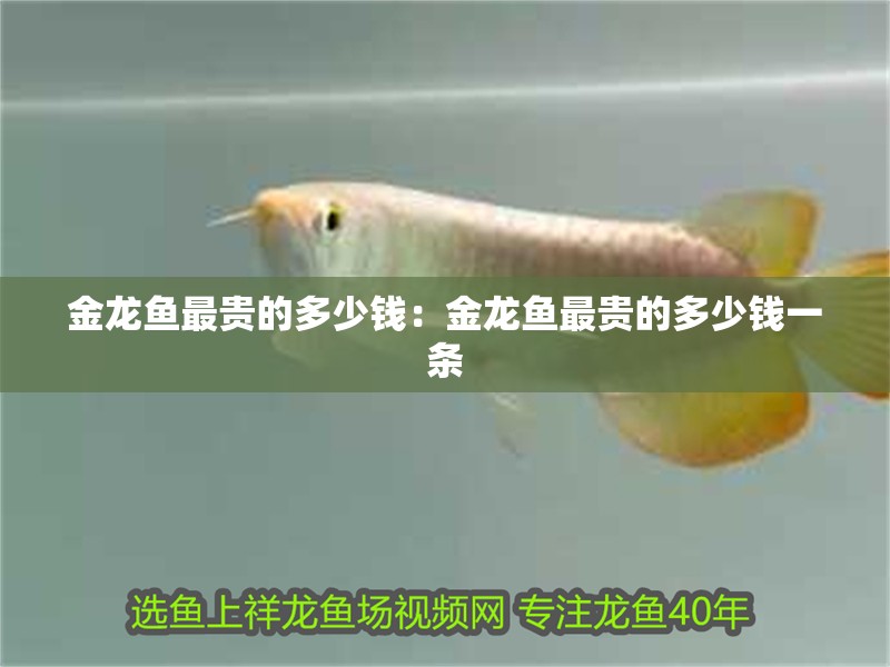金龍魚最貴的多少錢：金龍魚最貴的多少錢一條