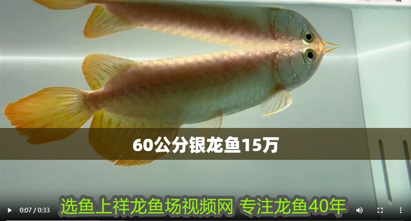 魚缸過濾器選購指南:自制魚缸過濾器魚缸上置過濾器對于養魚愛好者的必備知識 60公分銀龍魚15萬 銀龍魚百科 60公分銀龍魚15萬 60公分銀龍魚15萬 銀龍魚百科