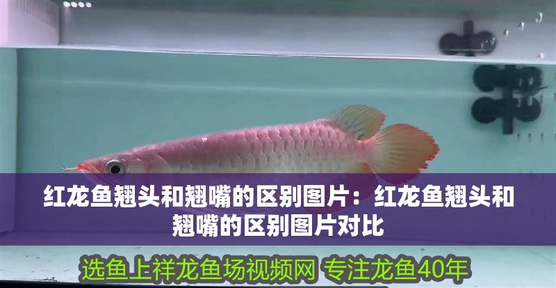 紅龍魚(yú)翹頭和翹嘴的區(qū)別圖片：紅龍魚(yú)翹頭和翹嘴的區(qū)別圖片對(duì)比
