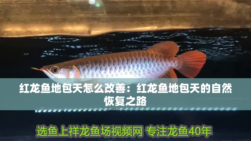 紅龍魚地包天怎么改善：紅龍魚地包天的自然恢復之路