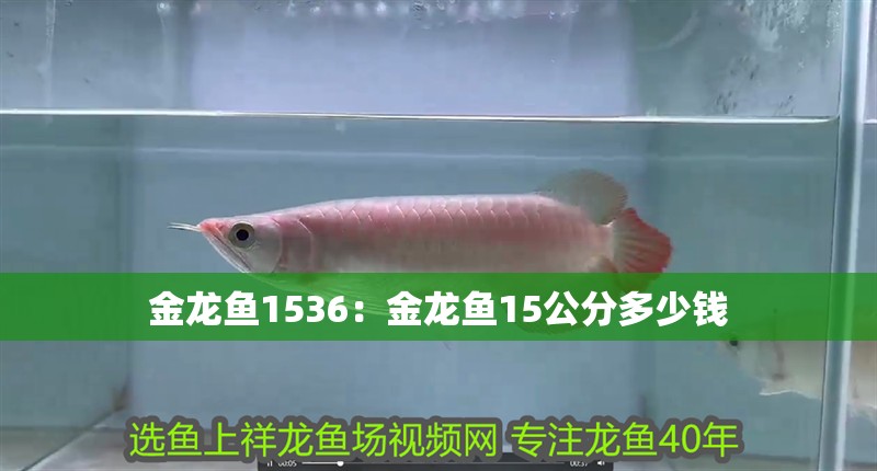 金龍魚1536：金龍魚15公分多少錢