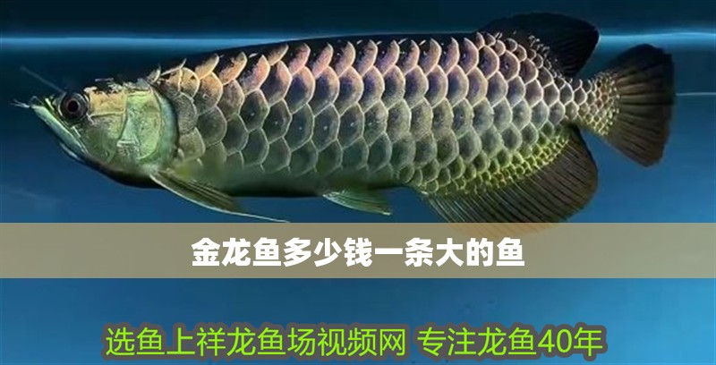 金龍魚多少錢一條大的魚