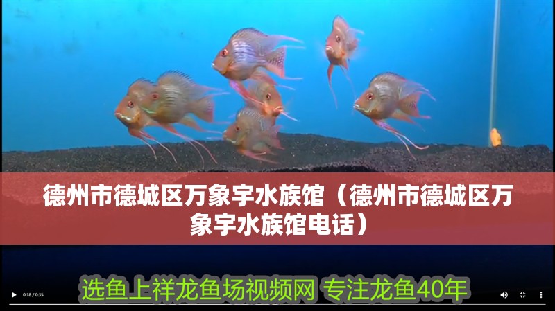 德州市德城區萬象宇水族館（德州市德城區萬象宇水族館電話）