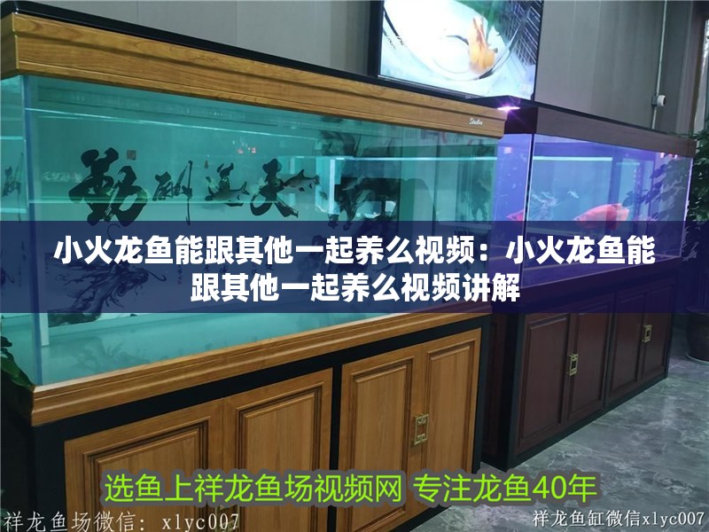小火龍魚能跟其他一起養么視頻：小火龍魚能跟其他一起養么視頻講解