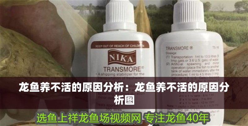 龍魚養不活的原因分析：龍魚養不活的原因分析圖