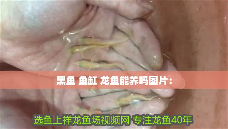 黑魚 魚缸 龍魚能養嗎圖片：