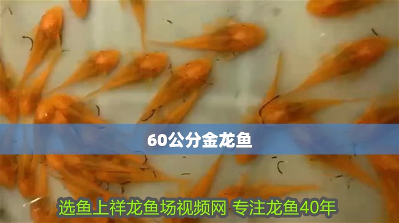 60公分金龍魚