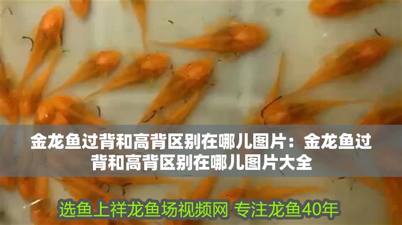 金龍魚過背和高背區(qū)別在哪兒圖片：金龍魚過背和高背區(qū)別在哪兒圖片大全