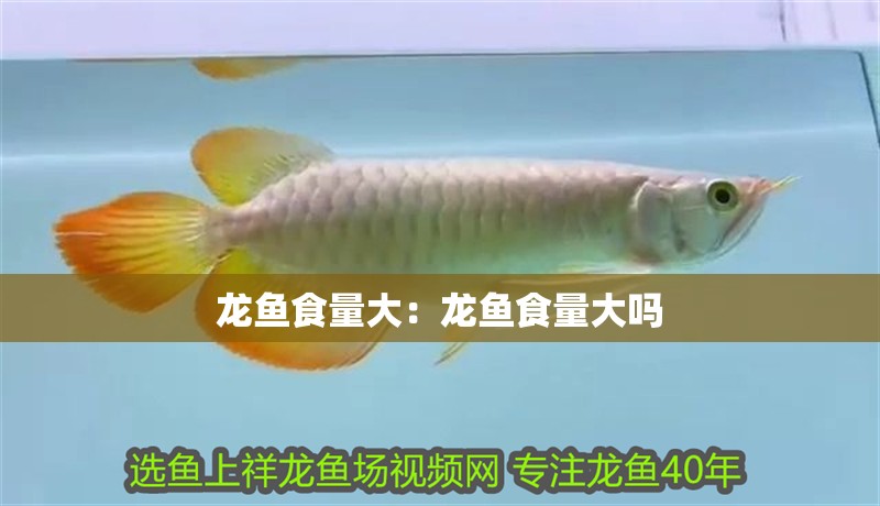 龍魚食量大：龍魚食量大嗎 龍魚食量大：龍魚食量大嗎 水族問答