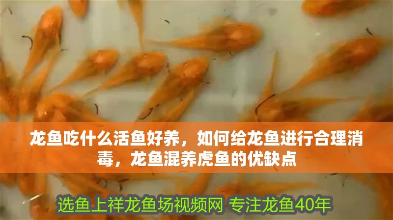 龍魚吃什么活魚好養，如何給龍魚進行合理消毒，龍魚混養虎魚的優缺點
