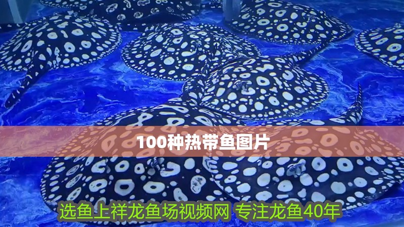 100種熱帶魚圖片