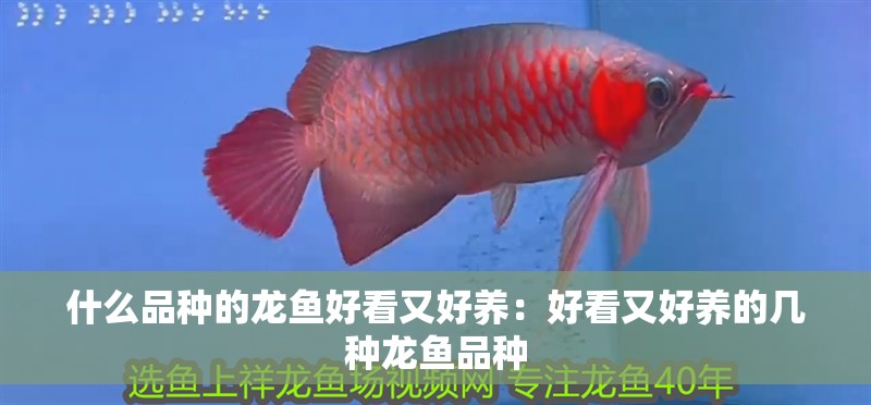 什么品種的龍魚好看又好養：好看又好養的幾種龍魚品種