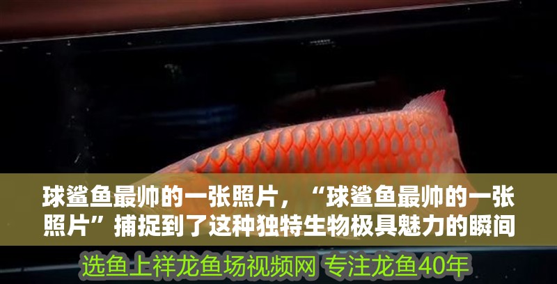 球鯊魚最帥的一張照片，“球鯊魚最帥的一張照片”捕捉到了這種獨特生物極具魅力的瞬間