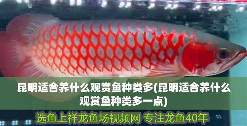 昆明適合養什么觀賞魚種類多(昆明適合養什么觀賞魚種類多一點)