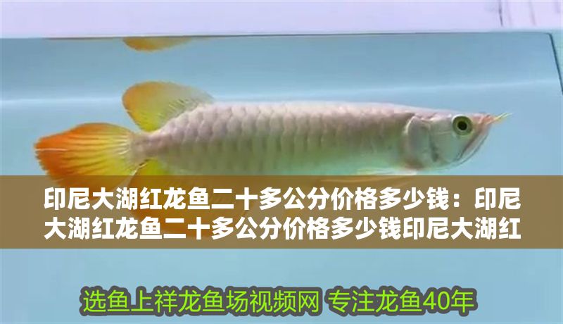 印尼大湖紅龍魚二十多公分價格多少錢：印尼大湖紅龍魚二十多公分價格多少錢印尼大湖紅龍魚二十多公分價格 印尼大湖紅龍魚二十多公分價格多少錢：印尼大湖紅龍魚二十多公分價格多少錢印尼大湖紅龍魚二十多公分價格 大湖紅龍魚百科 第2張