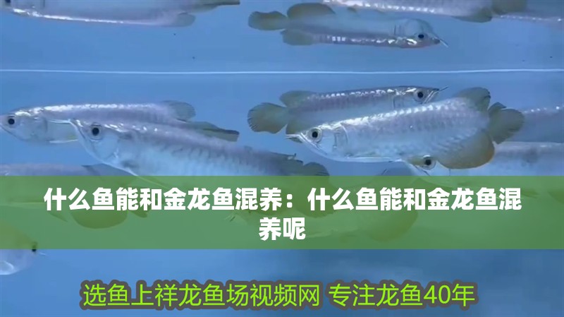 什么魚能和金龍魚混養(yǎng)：什么魚能和金龍魚混養(yǎng)呢