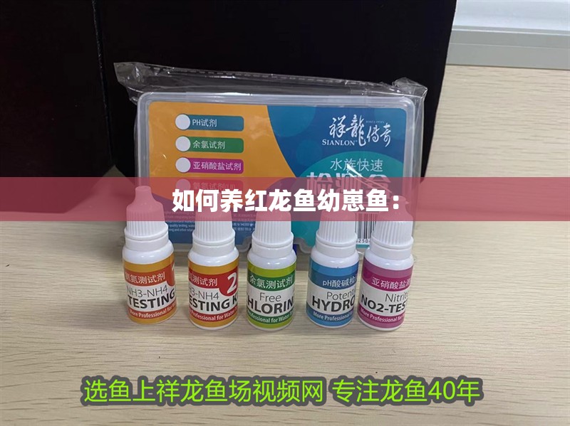 如何養(yǎng)紅龍魚幼崽魚：