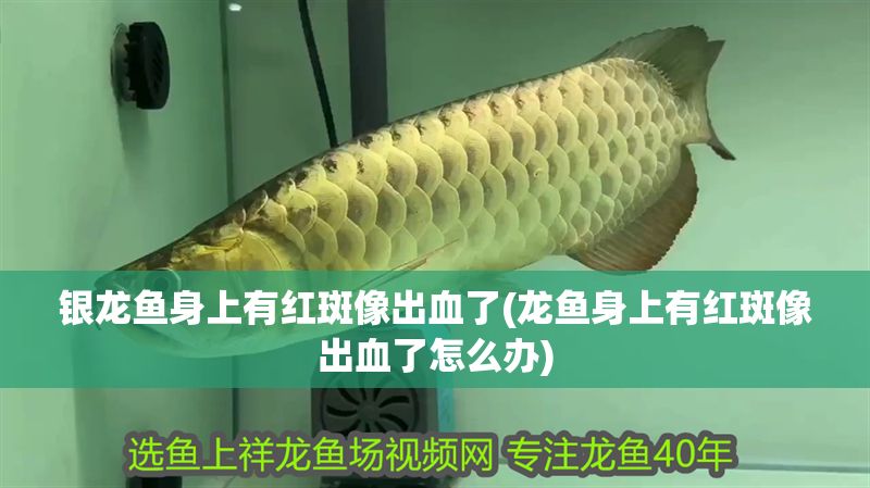 銀龍魚身上有紅斑像出血了(龍魚身上有紅斑像出血了怎么辦)