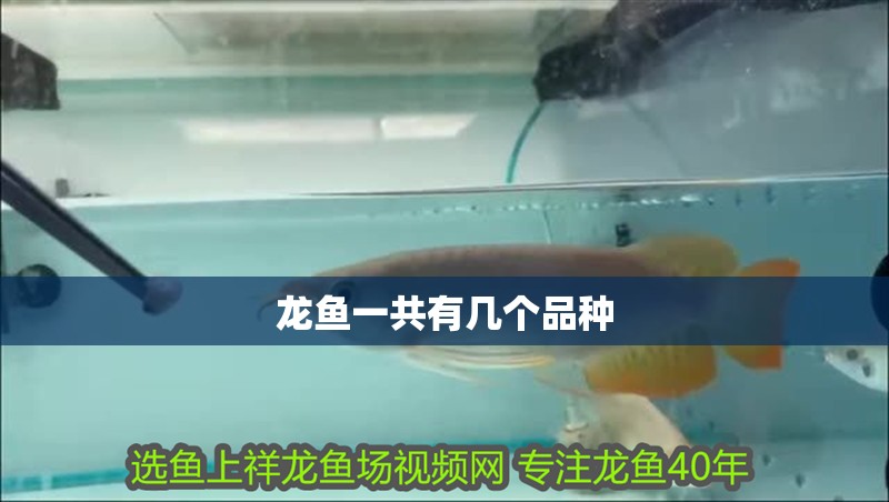 龍魚一共有幾個品種