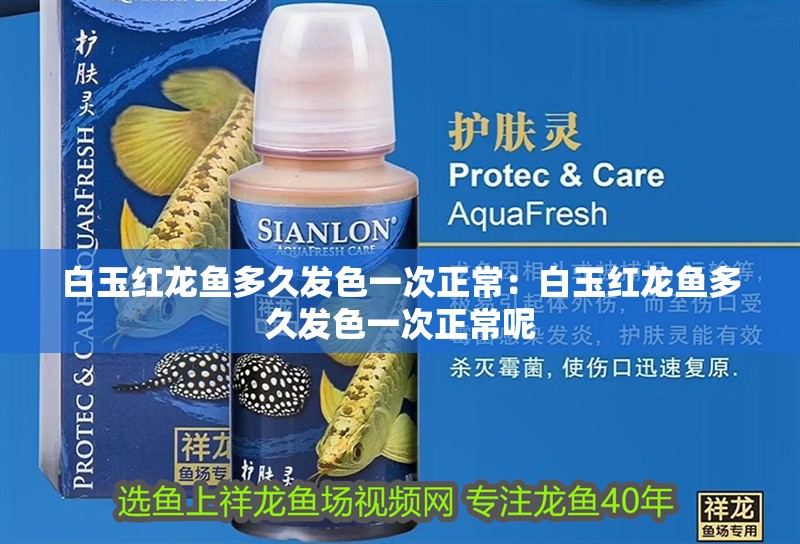 白玉紅龍魚多久發色一次正常：白玉紅龍魚多久發色一次正常呢
