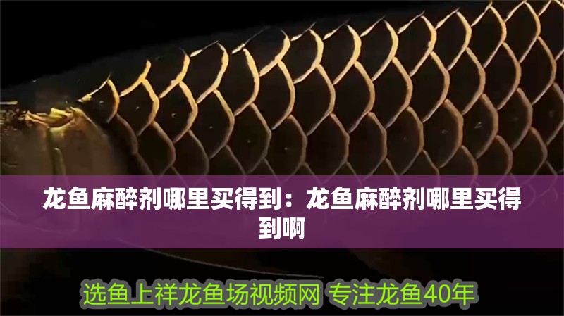 龍魚麻醉劑哪里買得到：龍魚麻醉劑哪里買得到啊