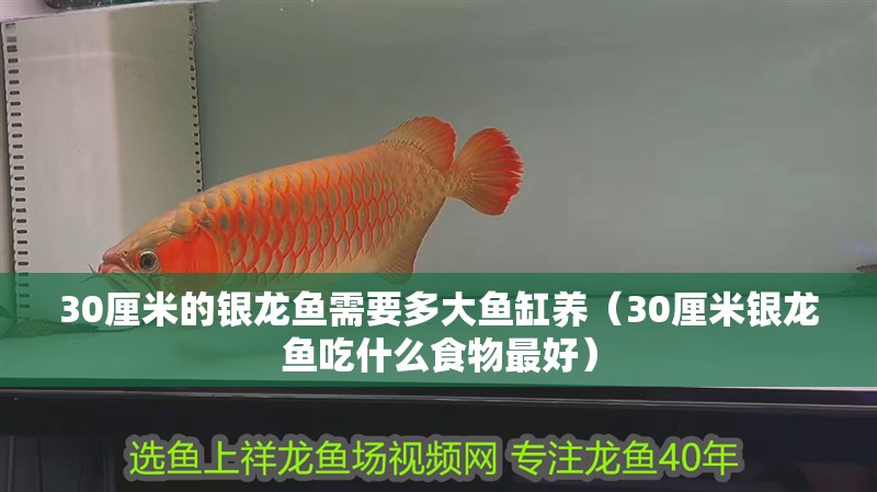 30厘米的銀龍魚需要多大魚缸養(yǎng)（30厘米銀龍魚吃什么食物最好） 30厘米的銀龍魚需要多大魚缸養(yǎng)（30厘米銀龍魚吃什么食物最好） 銀龍魚百科