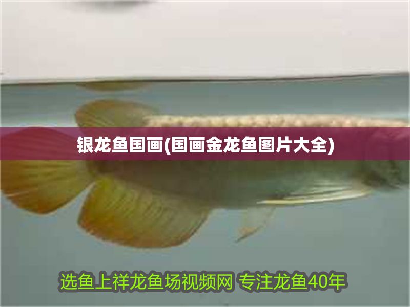 銀龍魚國畫(國畫金龍魚圖片大全)