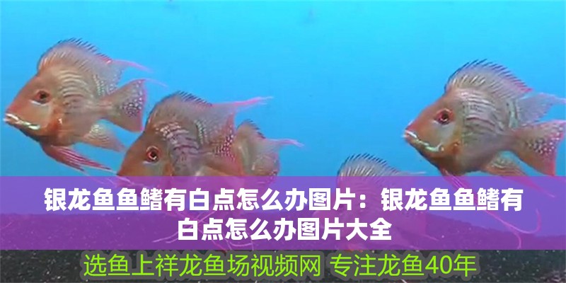 銀龍魚魚鰭有白點(diǎn)怎么辦圖片：銀龍魚魚鰭有白點(diǎn)怎么辦圖片大全