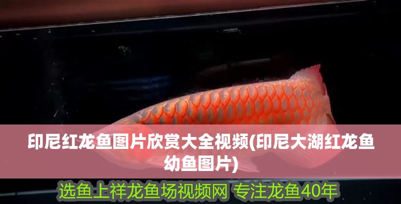 印尼紅龍魚圖片欣賞大全視頻(印尼大湖紅龍魚幼魚圖片)