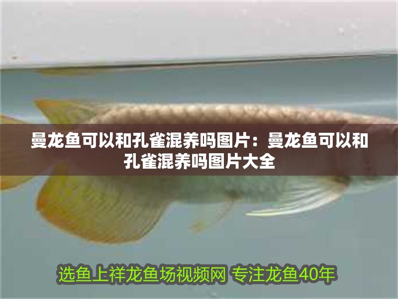 曼龍魚可以和孔雀混養(yǎng)嗎圖片：曼龍魚可以和孔雀混養(yǎng)嗎圖片大全