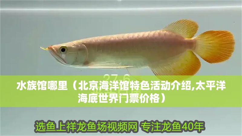 水族館哪里（北京海洋館特色活動介紹,太平洋海底世界門票價格）