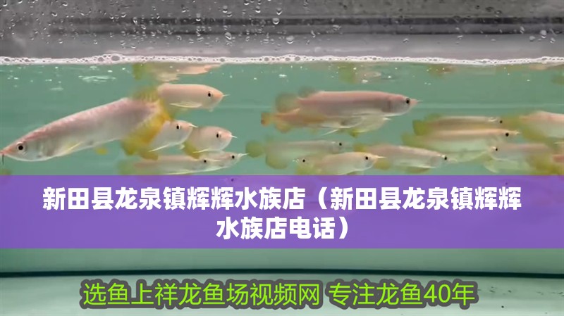 新田縣龍泉鎮輝輝水族店（新田縣龍泉鎮輝輝水族店電話）