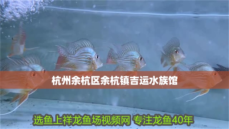 杭州余杭區(qū)余杭鎮(zhèn)吉運(yùn)水族館 杭州余杭區(qū)余杭鎮(zhèn)吉運(yùn)水族館 全國水族館企業(yè)名錄 第2張