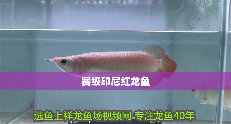賽級印尼紅龍魚