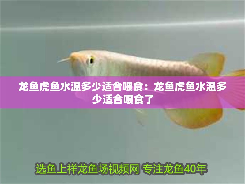 龍魚虎魚水溫多少適合喂食：龍魚虎魚水溫多少適合喂食了