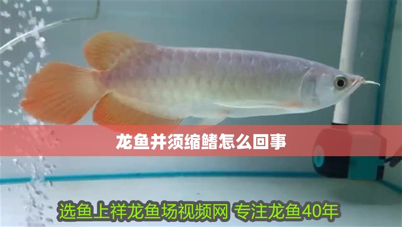 龍魚并須縮鰭怎么回事 龍魚并須縮鰭怎么回事 龍魚百科 第3張