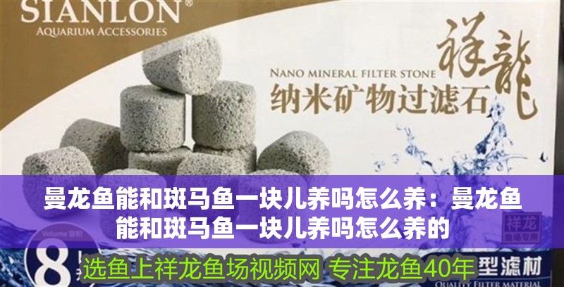 曼龍魚能和斑馬魚一塊兒養嗎怎么養：曼龍魚能和斑馬魚一塊兒養嗎怎么養的
