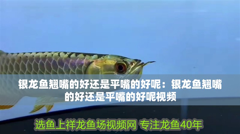 銀龍魚翹嘴的好還是平嘴的好呢：銀龍魚翹嘴的好還是平嘴的好呢視頻