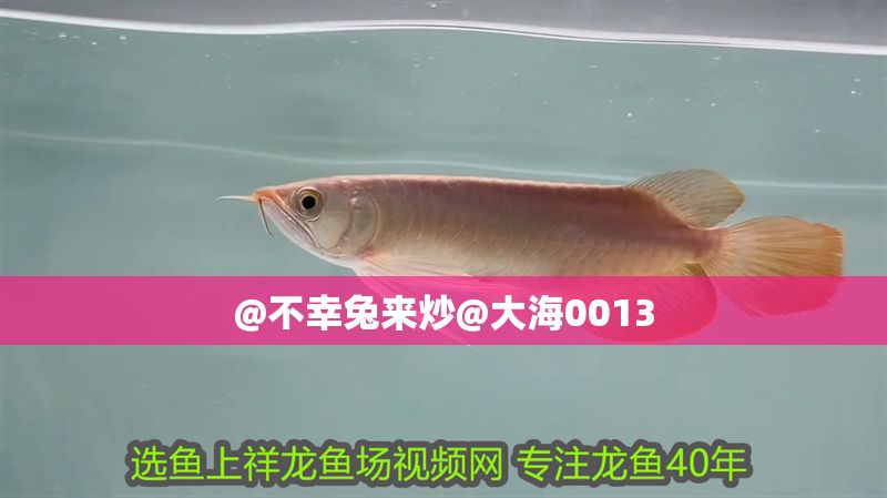 @不幸兔來炒@大海0013