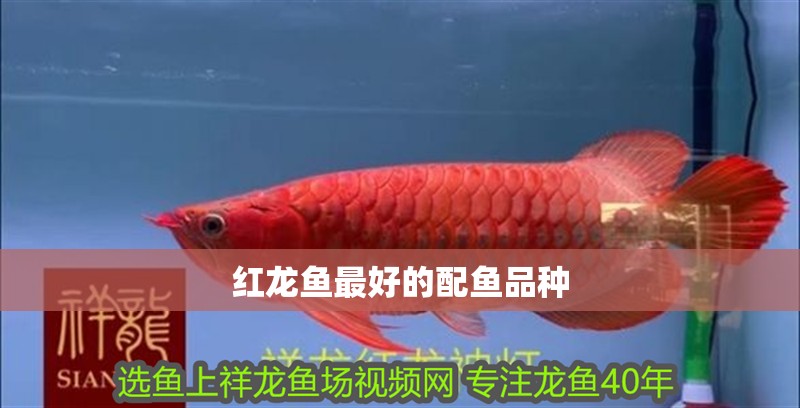 紅龍魚最好的配魚品種