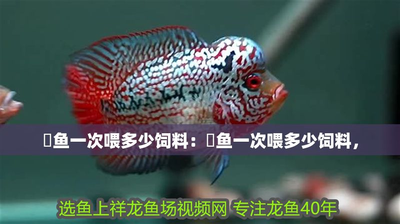 魟魚一次喂多少飼料：魟魚一次喂多少飼料，