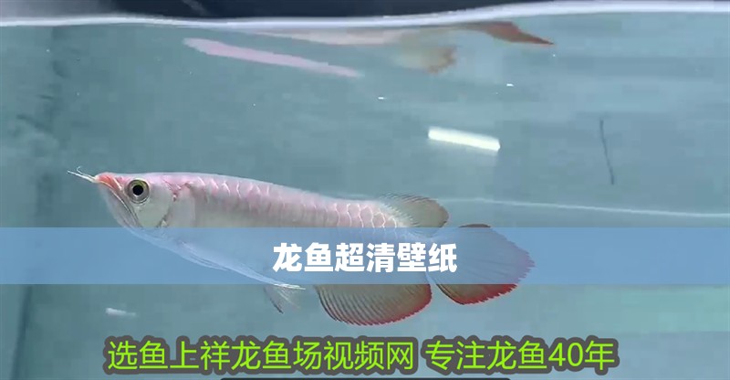 龍魚超清壁紙