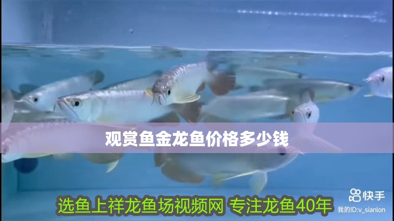 觀賞魚金龍魚價格多少錢