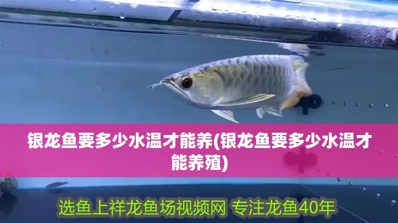 銀龍魚要多少水溫才能養(銀龍魚要多少水溫才能養殖)
