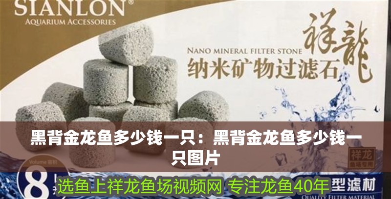 黑背金龍魚多少錢一只：黑背金龍魚多少錢一只圖片