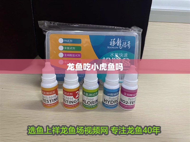 龍魚吃小虎魚嗎