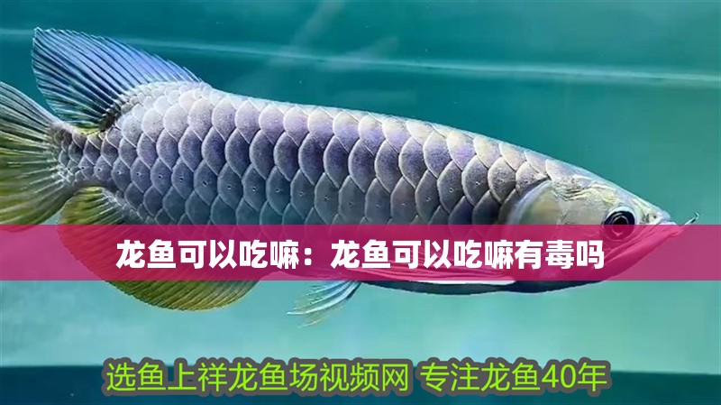 龍魚可以吃嘛：龍魚可以吃嘛有毒嗎 龍魚可以吃嘛：龍魚可以吃嘛有毒嗎 水族問答