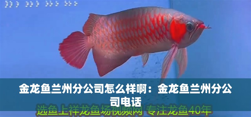 金龍魚蘭州分公司怎么樣啊：金龍魚蘭州分公司電話